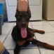 Doberman